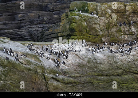 Sumburgh Head, South Festland, Shetlandinseln, Schottland, UK Stockfoto