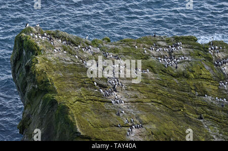 Sumburgh Head, South Festland, Shetlandinseln, Schottland, UK Stockfoto