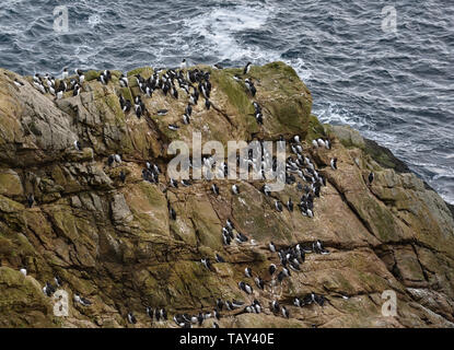 Sumburgh Head, South Festland, Shetlandinseln, Schottland, UK Stockfoto