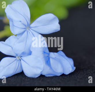 Blassen Blau Plumbago Stockfoto