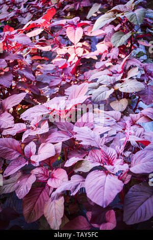 Frisches lila amaranth Blatt im Gemüsegarten/Rot Spinat Pflanzen Stockfoto