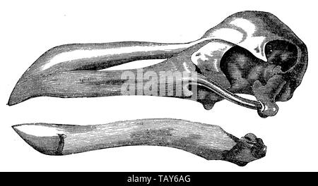 Dodo, Raphus cucullatus, (evolution Geschichte Buch, 1896) Stockfoto