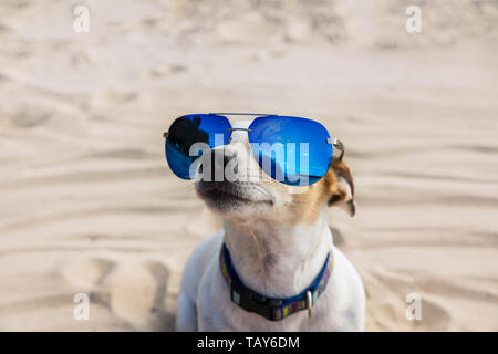 Hund in suslassess. Jack Russell Terrier sieht auf. Das Konzept der Sonnenschutz Stockfoto