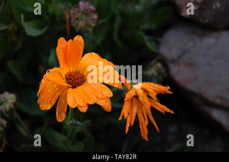 Eine sinkende Marigold flower nach einem starken Regen Dusche. Stockfoto