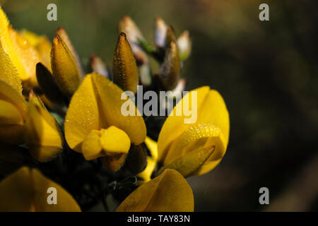 Nahaufnahme von den Morgentau auf einem ginster Bush Blüte Stockfoto