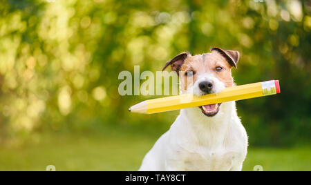 Zurück zu Schule Idee Konzept mit lustigen Hund halten große Bleistift Stockfoto
