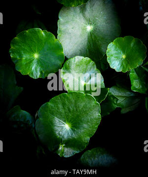 Grüne asiatische Blätter schön auf dunklem Hintergrund/Leaf herb Centella asiatica Urban oder asiatisch Pennywort Stockfoto