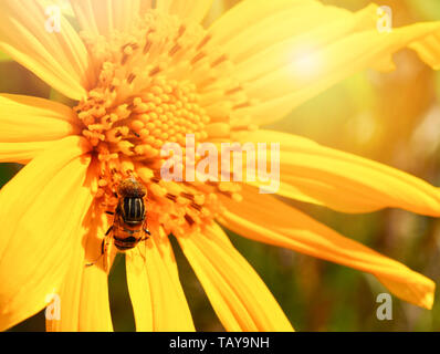 Biene auf Blume bestäuben Sonnenblume im Frühling Sommer Garten - Baum Ringelblume oder Mexikanische Sonnenblume Stockfoto