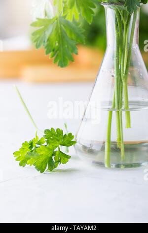 Frische hausgemachte Bio Petersilie in Glas auf grauem Hintergrund, Werk, Hausgärten, Nahaufnahme, selektiver Fokus Stockfoto