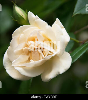 Rosa' Adelaide d'Orleans' eine sehr schöne und elegante Rambler, mit kleinen rosa Knospen öffnen sich zu halbgefüllte Blüten Stockfoto