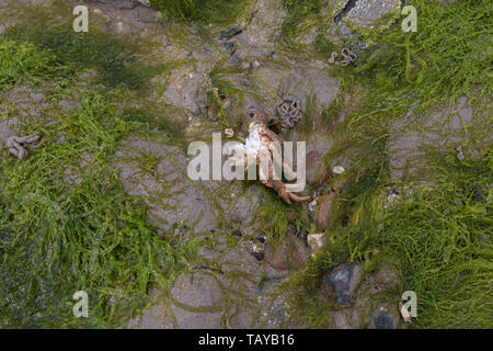 Auf der Suche nach Rock Pools in Worthing, West Sussex mit einem halben toten Krabbe Stockfoto