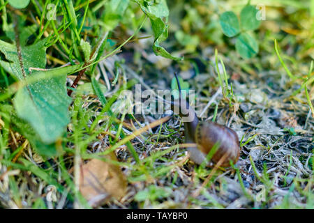 Große Schnecke in der Schale kriecht auf Straße, Sommertag im Garten Stockfoto