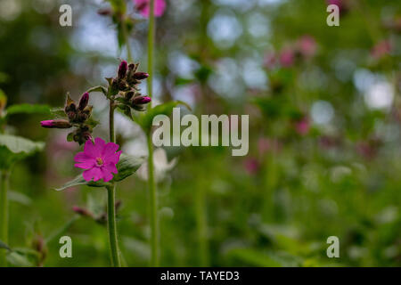 Wild Pink Campion wächst in einem Waldgebiet in voller Blüte im Frühling Monat Mai Stockfoto