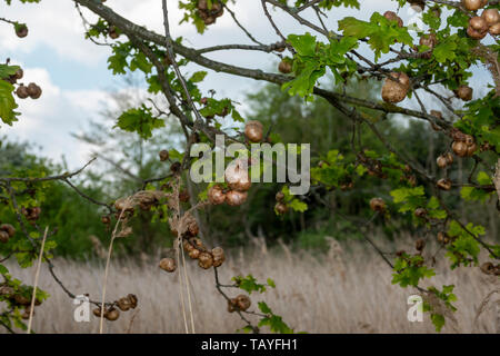 In der Nähe von Oak Äpfel wachsen mit grüner Blätter und Zweige gegen einen leichten blauen Himmel Stockfoto