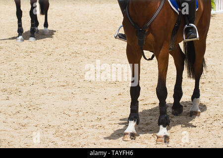 Vorderansicht Nahaufnahme von Braun Rasse Pferdehuf auf braun Training Boden und Jockey rittlings auf der Oberseite Stockfoto