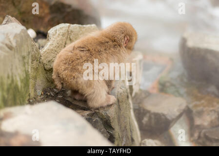 Japanmakaken in Jigokudani Monkey Park Stockfoto