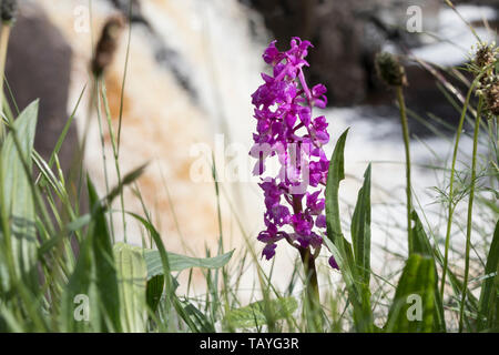 Early Purple Orchid (Orchis mascula) mit dem Wasserfall mit geringer Kraft hinter, Obere Teesdale, County Durham, UK Stockfoto