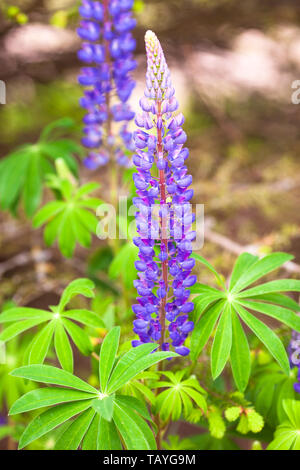 Schöne Lupin Purple Wild mit Rosa Lila und Blau Blumen, schließen mit unscharfen Hintergrund Stockfoto