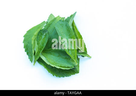 Stevia rebaudiana Blätter auf weißem Hintergrund Stockfoto