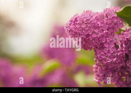 Blühende gemeinsame Syringa vulgaris flieder Busch lila Sorte. Frühling Landschaft mit Haufen zarte Blumen. Lily - Lila Rosa blühenden Pflanzen Stockfoto
