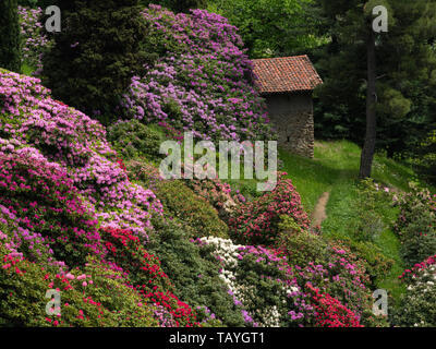 Stone Cottage durch einen Wald von Rhododendren blühen im Frühling umgeben Stockfoto