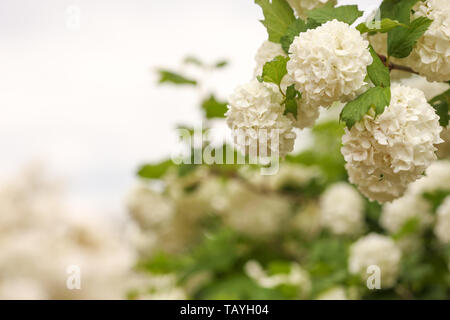 Viburnum opulus, Wasser Elder, Krampf Rinde, schneeball Baum und Europäischen cranberrybush, weiße Blume Stockfoto