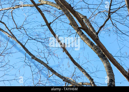 Eine white-chested Vogel mit Nahrung im Schnabel, sitzend auf einem Zweig Stockfoto