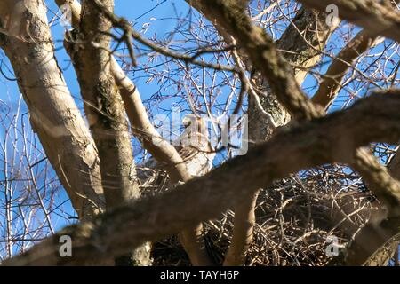 Mutter hawk in ihrem Nest hoch über dem Wald gehockt Stockfoto