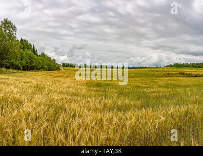 Panorama der Gerste Felder vor der Ernte im Spätsommer. Stockfoto