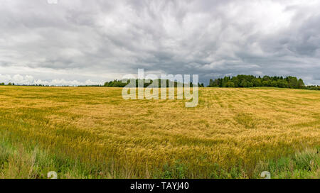 Panorama der Gerste Felder vor der Ernte im Spätsommer. Stockfoto