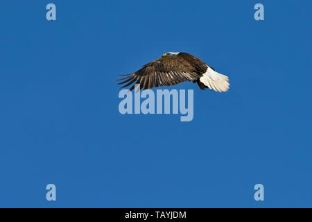 Eine ausgereifte Weißkopfseeadler Haliaeetus leucocephalus'', Fliegen auf einem blauen Himmel Hintergrund Stockfoto