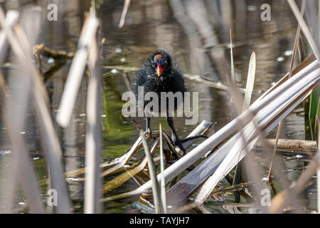 Junge sumpfhuhn (Gallinula chloropus) zwischen Schilf im Frühjahr Stockfoto