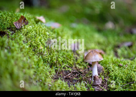 Tod Gap in den Wald. Es giftige Pilze, allgemein bekannt als die Amanita phalloides. Stockfoto