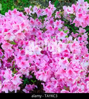 Die rosa Blüten des Rhododendron 'Mimi' Stockfoto