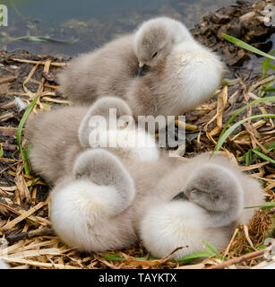 Höckerschwan cygnets schlafend auf einem Nest. Stockfoto