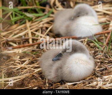 Höckerschwan cygnets schlafend auf einem Nest. Stockfoto