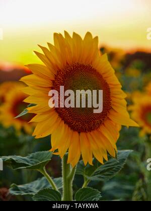 Sonnenuntergang über einem sonnenblumenfeld mit blühenden Sonnenblumen Stockfoto