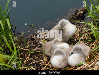 Höckerschwan cygnets schlafend auf einem Nest. Stockfoto