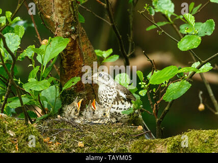 Nach Mistle Thrush auf einem Nest mit flügge. Stockfoto