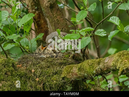 Nach Mistle Thrush ihre Küken füttern auf einem Nest. Stockfoto