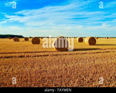 Runde Strohballen auf einem Maisfeld Stockfoto