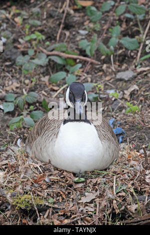 Kanadagans (Branta canadensis) saß auf Nest Die Eier ausbrüten. Stockfoto