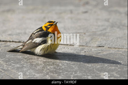 Orange Hals und Gesicht eines männlichen Erwachsenen Balckburnian Warbler am Boden bis Suchen im Frühjahr Toronto Kanada Stockfoto