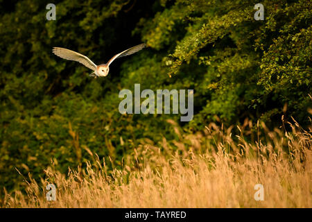 Schleiereule (Tyto alba) durch die Abendsonne in der Jagd Lebensraum beleuchtet, flying low über rauhe Wiese, Flügel - Baildon, West Yorkshire, England, UK. Stockfoto