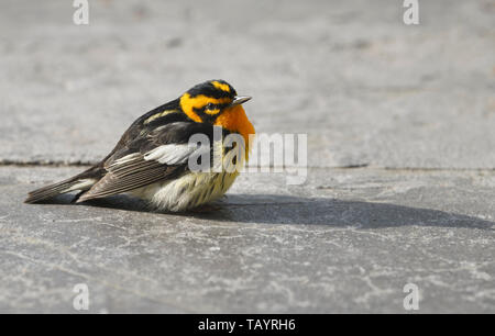 Orange Hals und Gesicht eines männlichen Erwachsenen Balckburnian Warbler auf dem Boden im Frühjahr Toronto Kanada Stockfoto