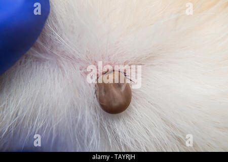 Nahaufnahme einer Zecke an Hund Haut angebracht Stockfoto