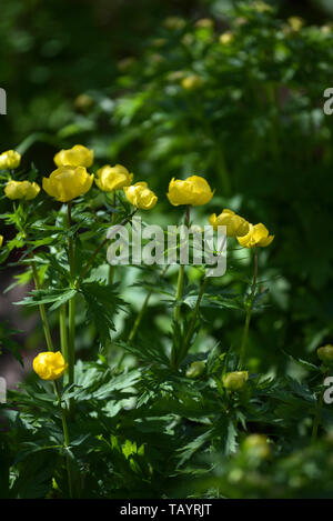 Globeflowers auf grünen Blumenbeet Stockfoto