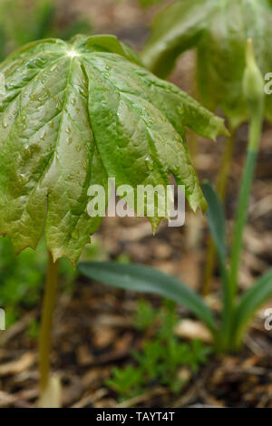 Emerging Mayapple Regenschirm Blatt nass nach dem Regen in Spring Garden mit unscharfen Narzisse Toronto Stockfoto