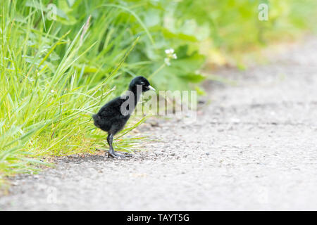 Seitenansicht des selten gesehene UK Wasser Schiene Küken (Rallus Aquaticus) stehen in der Sonne an der Seite der ländlichen isoliert, auf dem Land Straße warten zu überqueren. Stockfoto