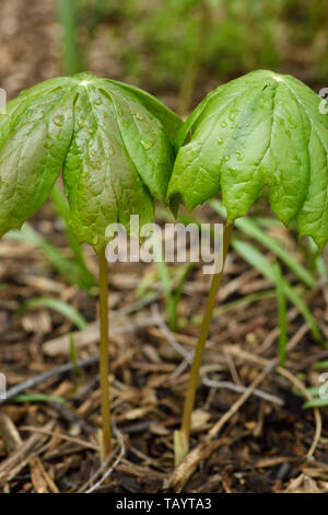 Paar junge Mayapple Pflanzen im Frühjahr mit Regenschirm Blatt nass nach dem Regen in einem Toronto Garten Stockfoto